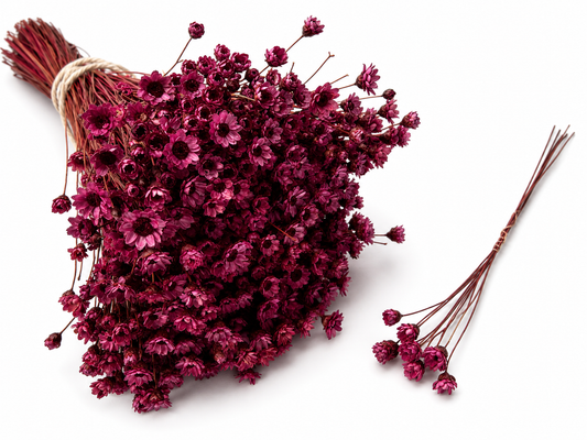 Glixia | Fuchsia