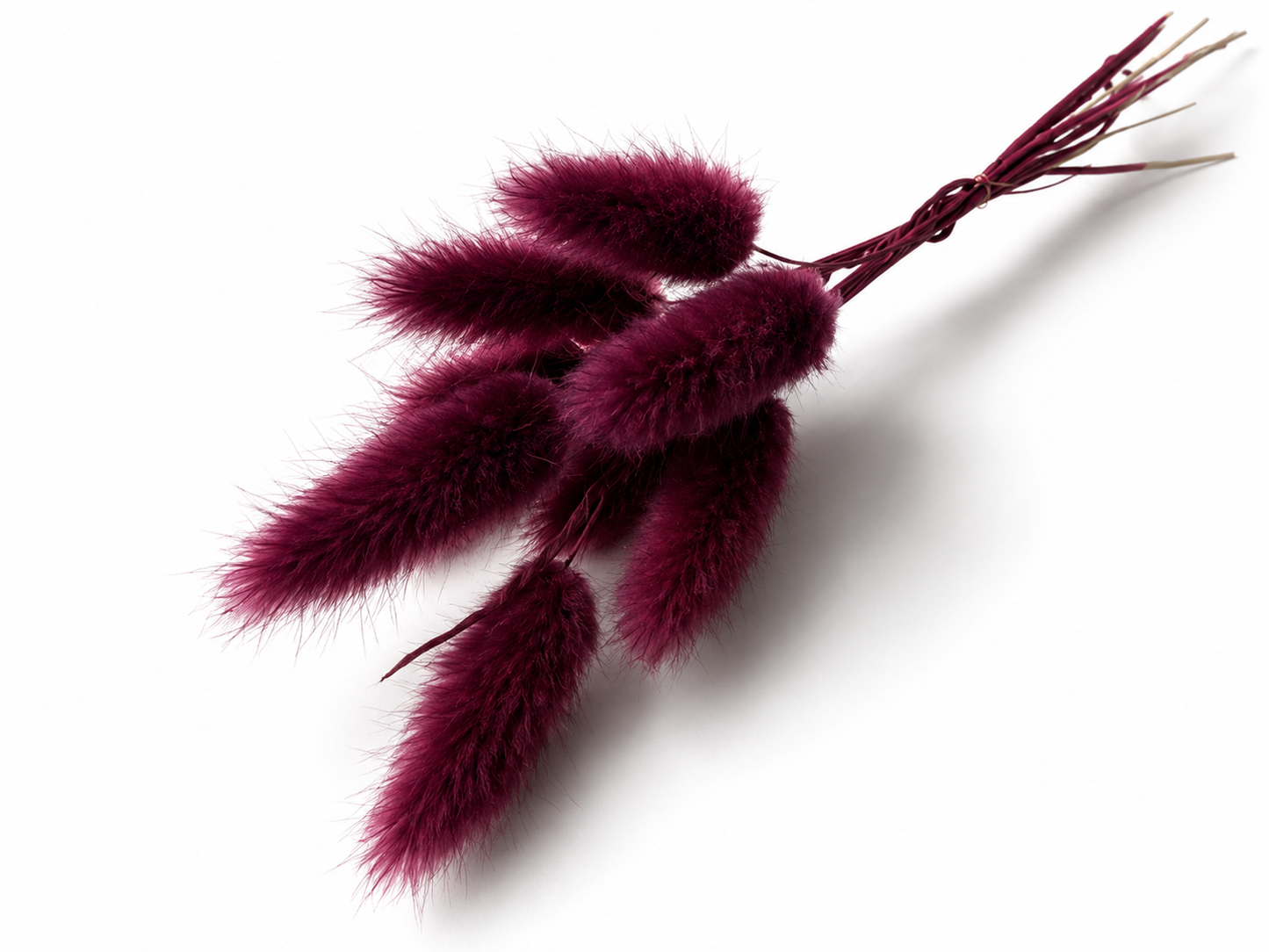 Lagurus | Beerenwein