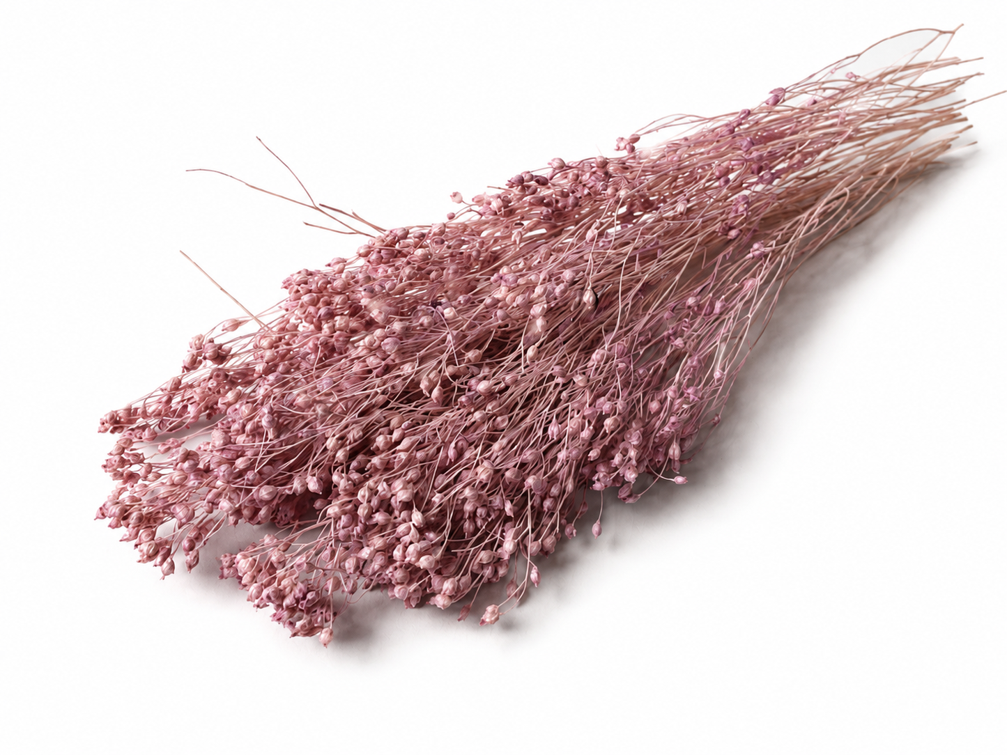 Broom | Flieder-Rosa