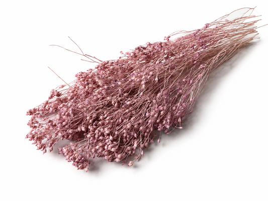 Broom | Flieder-Rosa