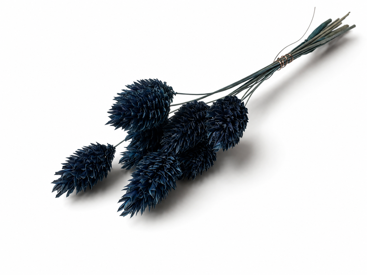Phalaris | Nachtblau