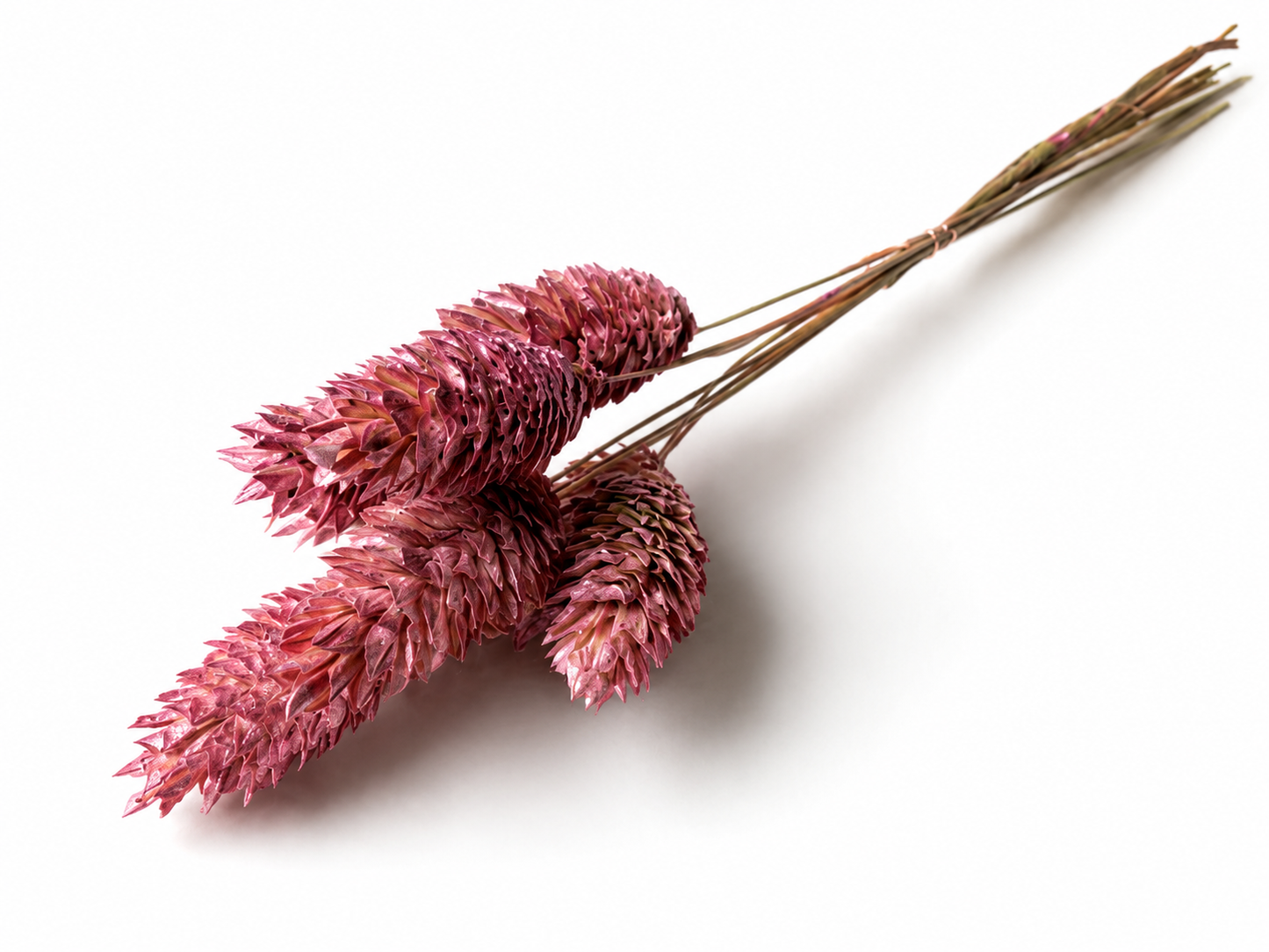 Phalaris | Glamour Rosa mit Metalliceffekt