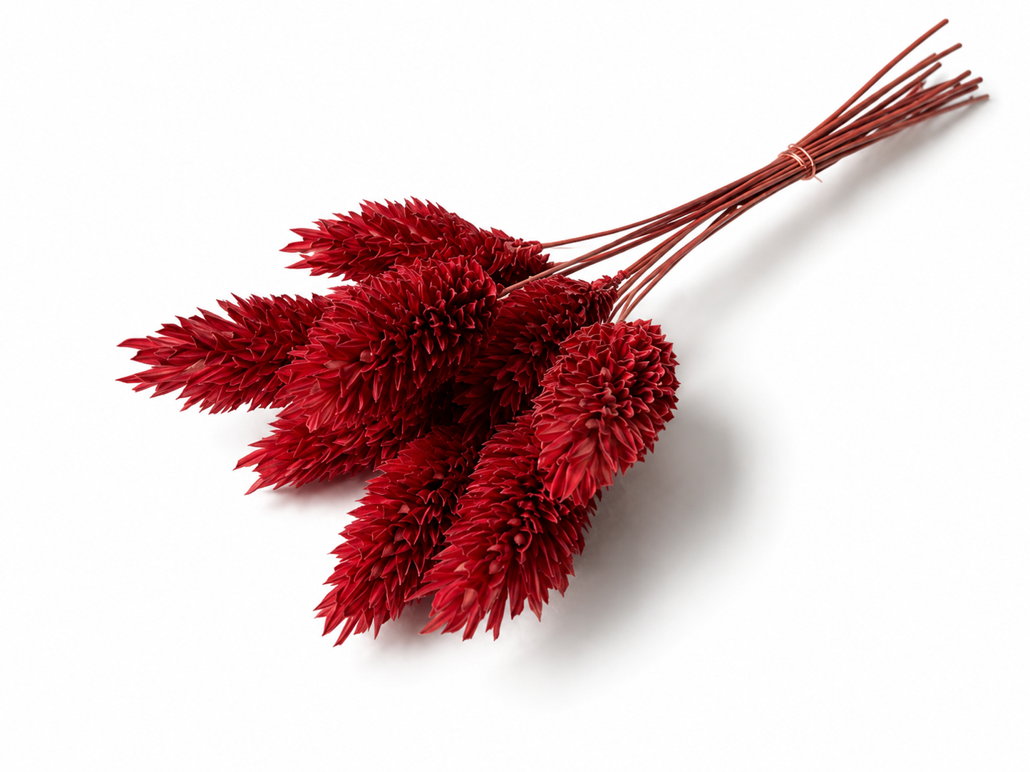 Phalaris | Cranberry