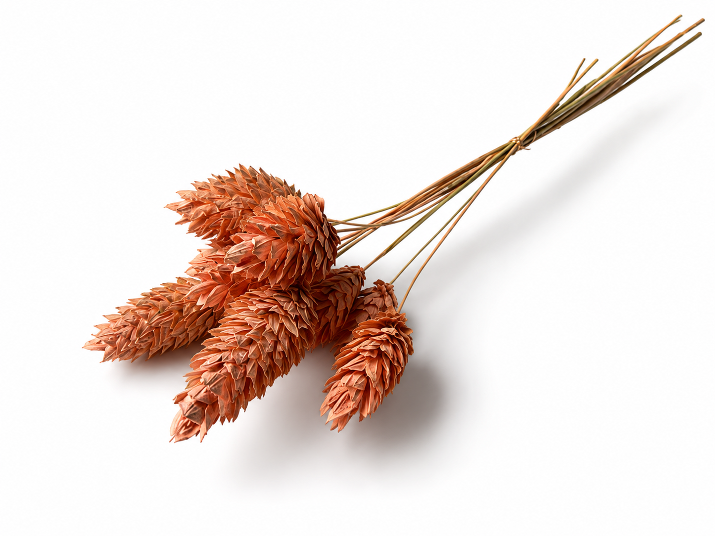 Phalaris | PuderPfirsich