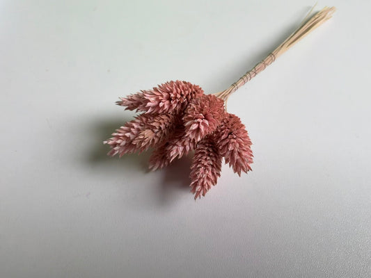 Phalaris | Frosted Rosa