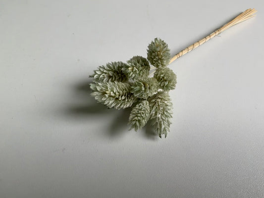 Phalaris | Mintgrün