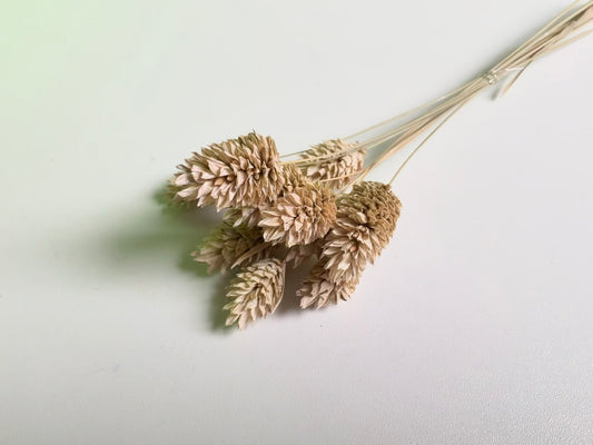 Phalaris | Shabby-weiß