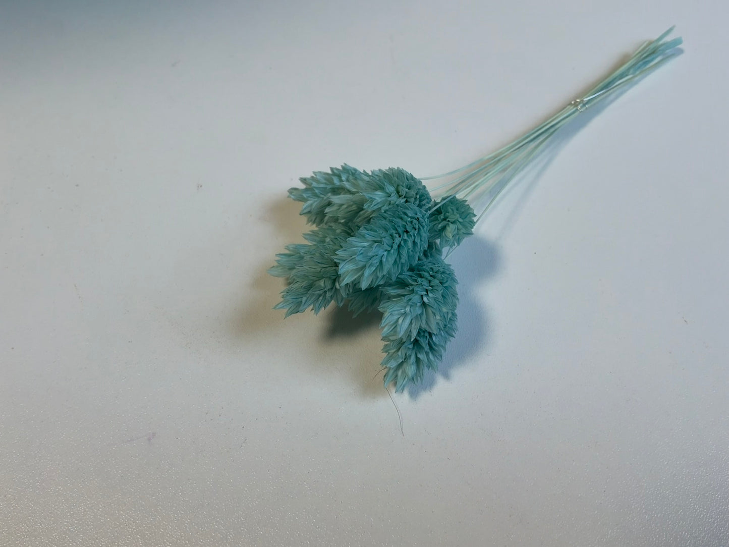 Phalaris | Eisblau