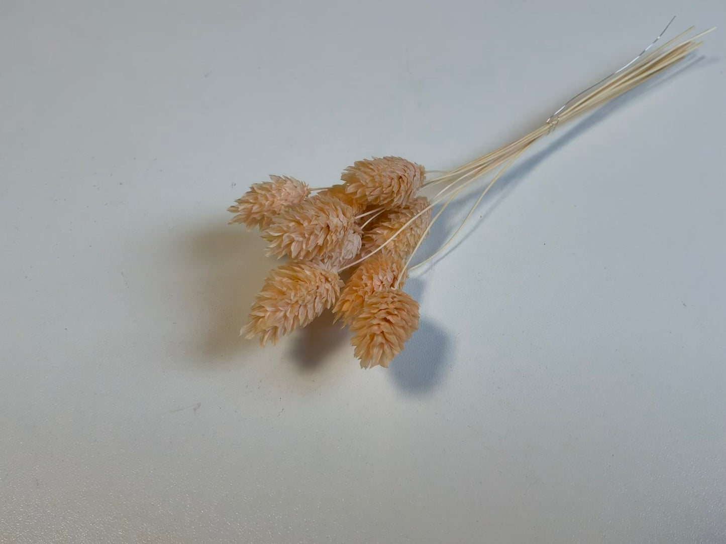 Phalaris | Pastellgelb