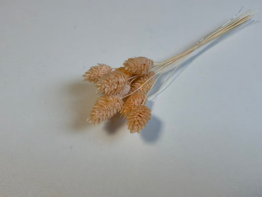 Phalaris | Pastellgelb