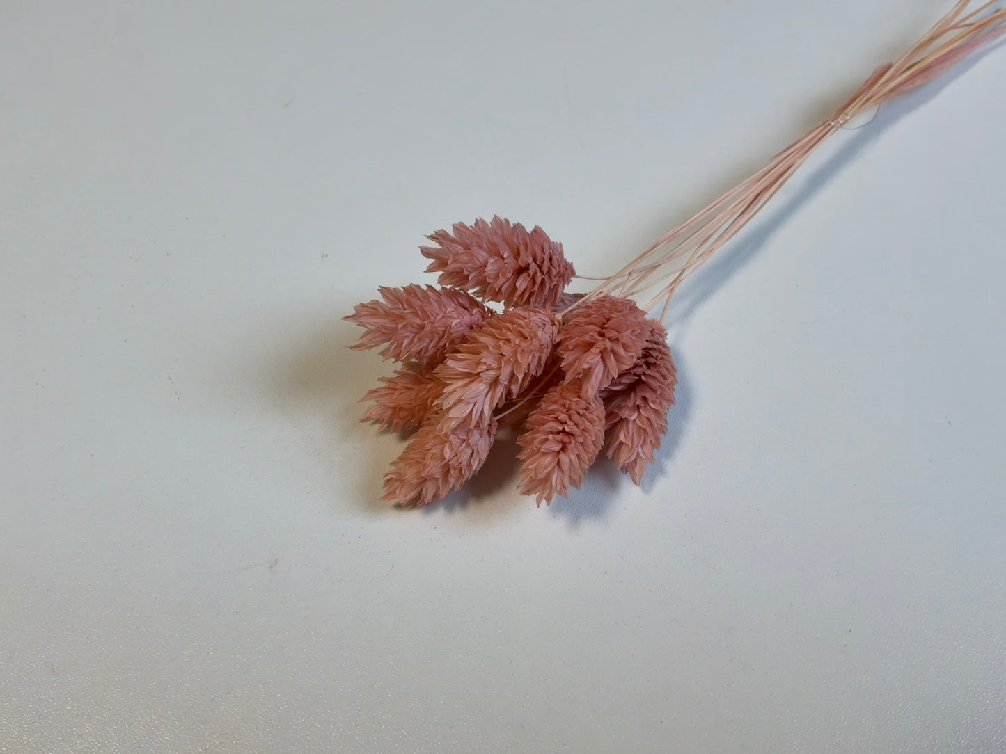 Phalaris | Nude