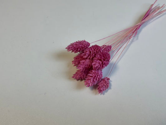 Phalaris | Aquarell-Rosa