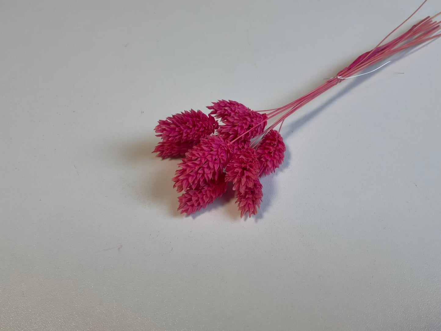 Phalaris | Drachenfrucht Pink