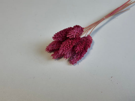 Phalaris | Himbeer-Pink