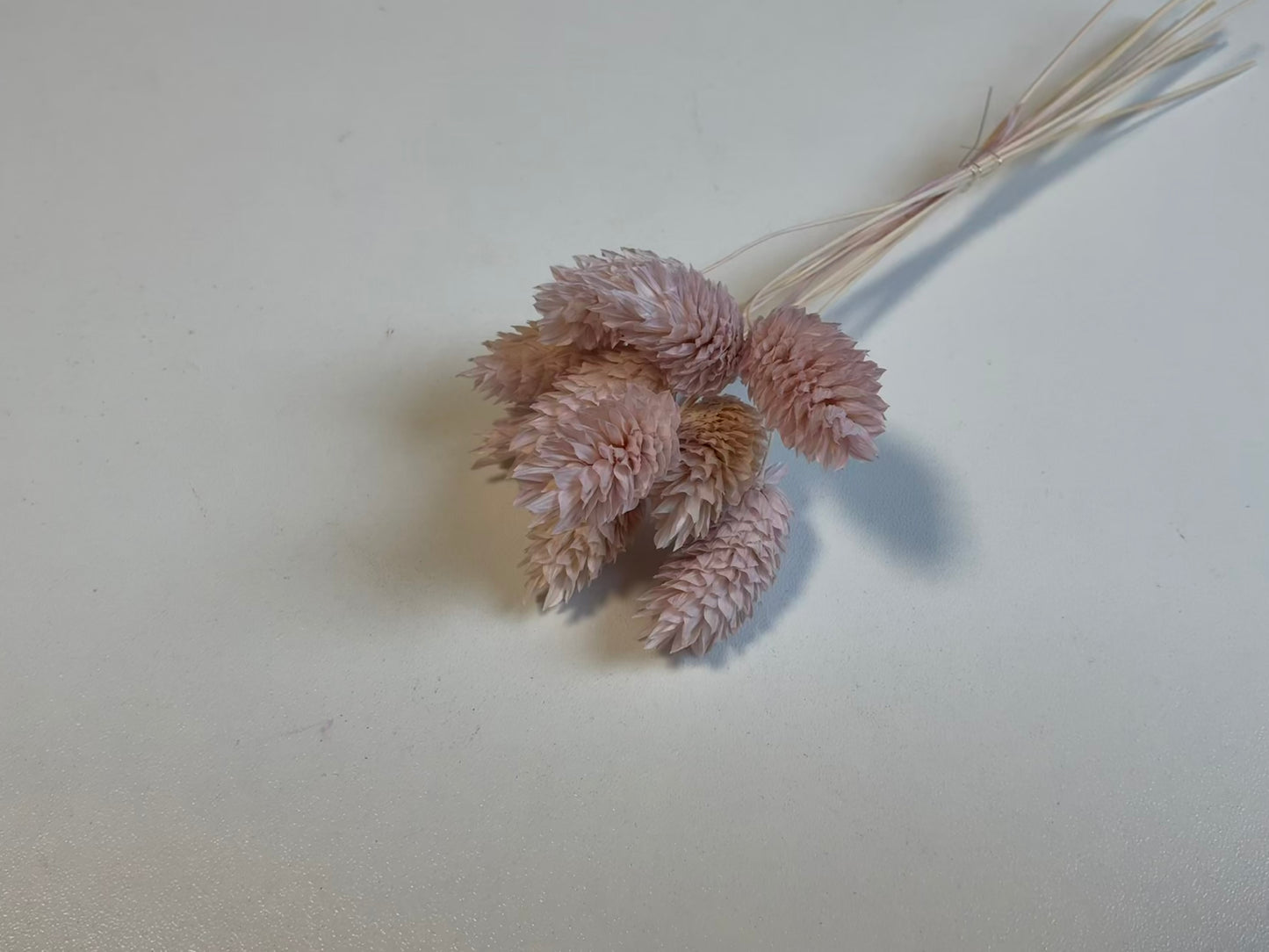 Phalaris | Flieder-Rosa