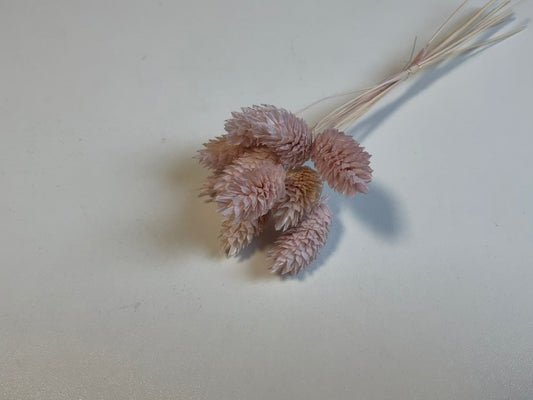 Phalaris | Flieder-Rosa