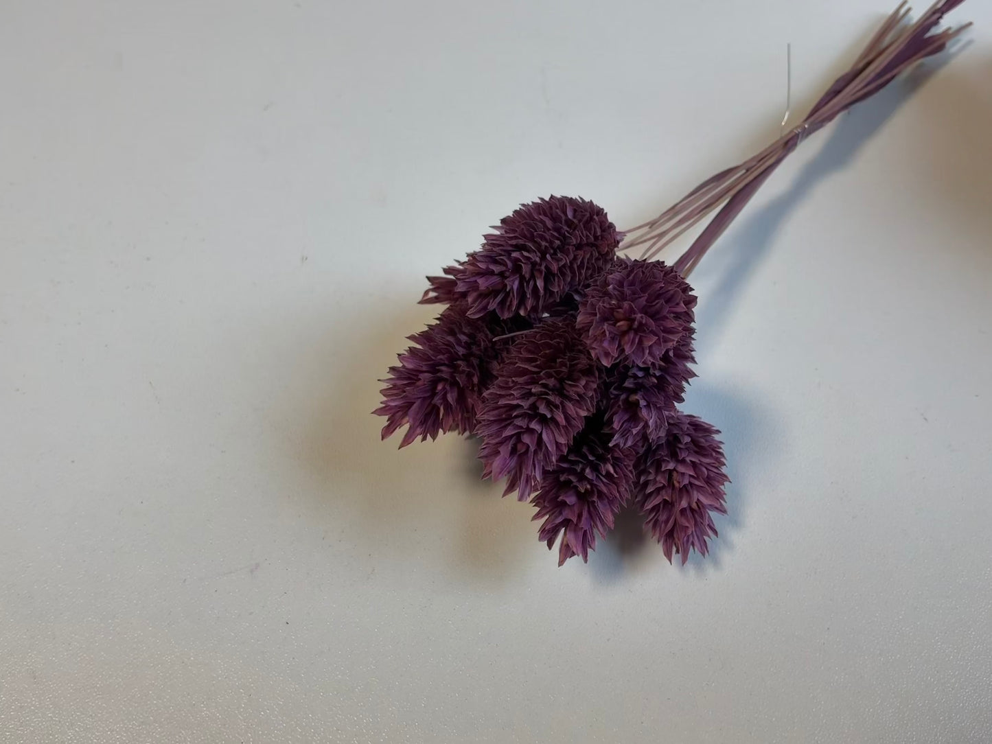 Phalaris | Dunkellila
