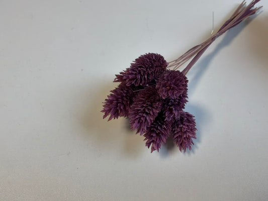 Phalaris | Dunkellila
