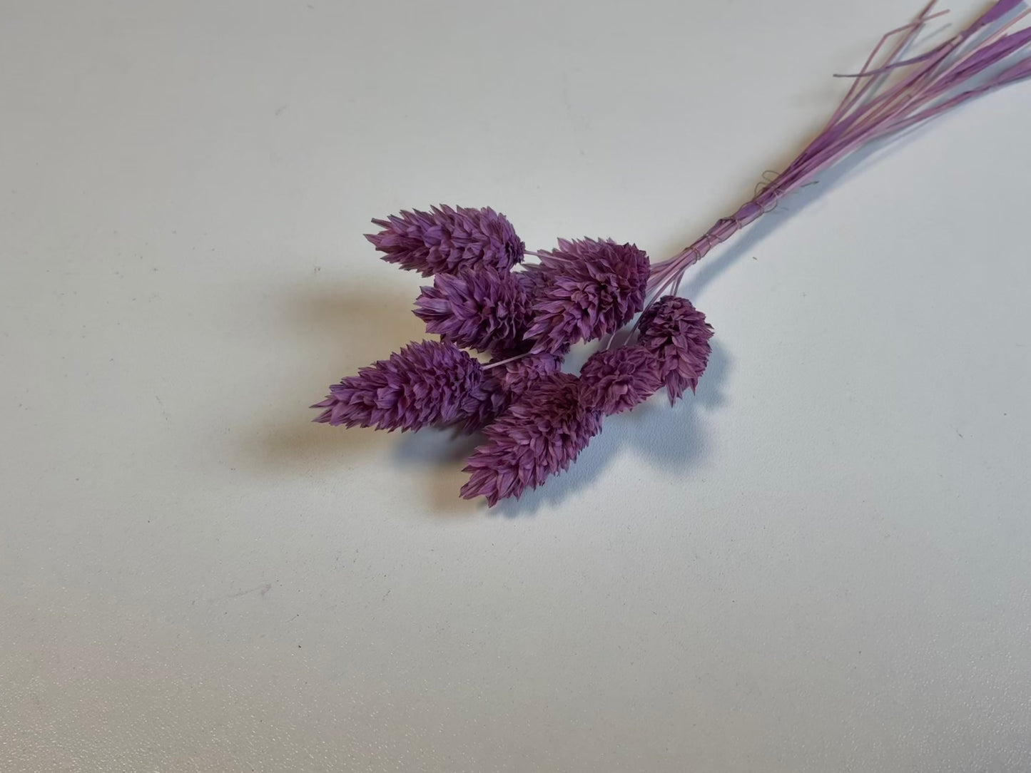 Phalaris | Lila