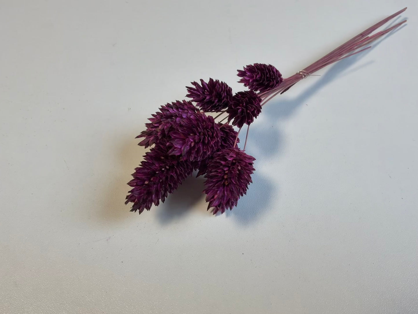 Phalaris | Pflaume