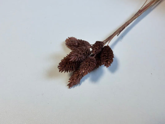 Phalaris | Schokoladen-Braun