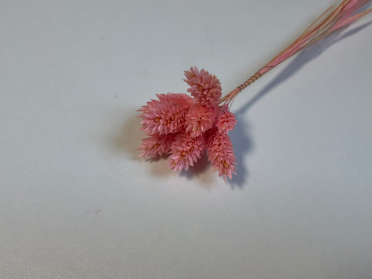 Phalaris | Pastell-Pink