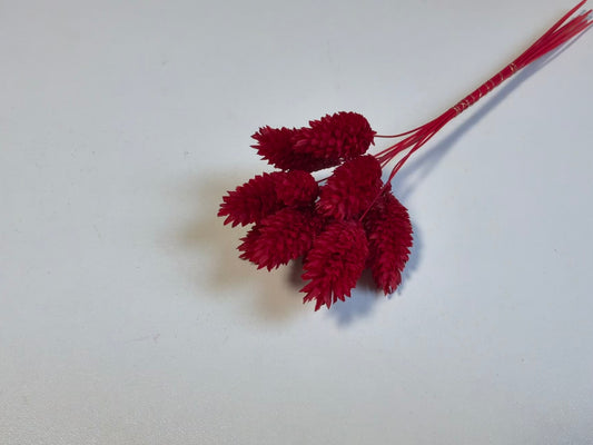 Phalaris | Herzrot