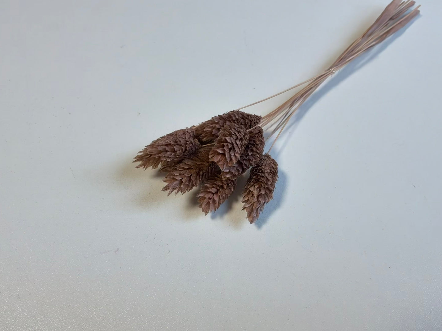 Phalaris | Kakao Braun