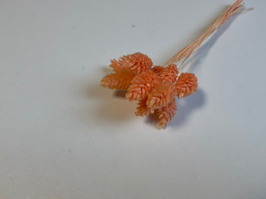 Phalaris | Pastell-Orange