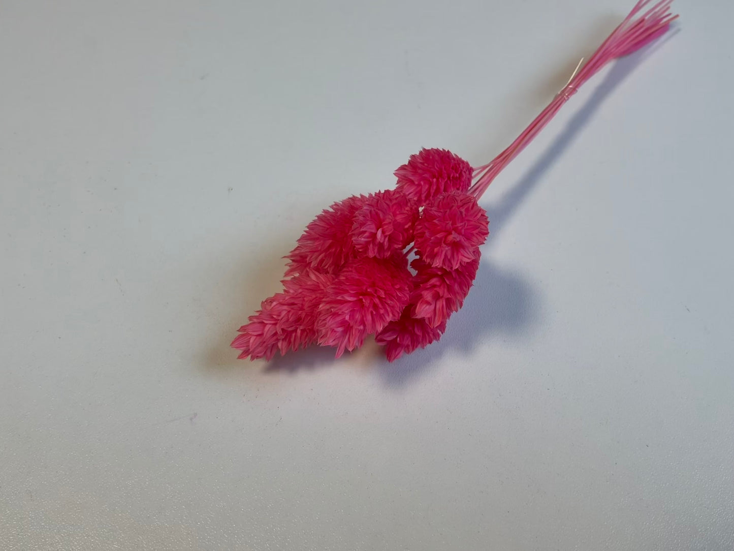 Phalaris | Pink