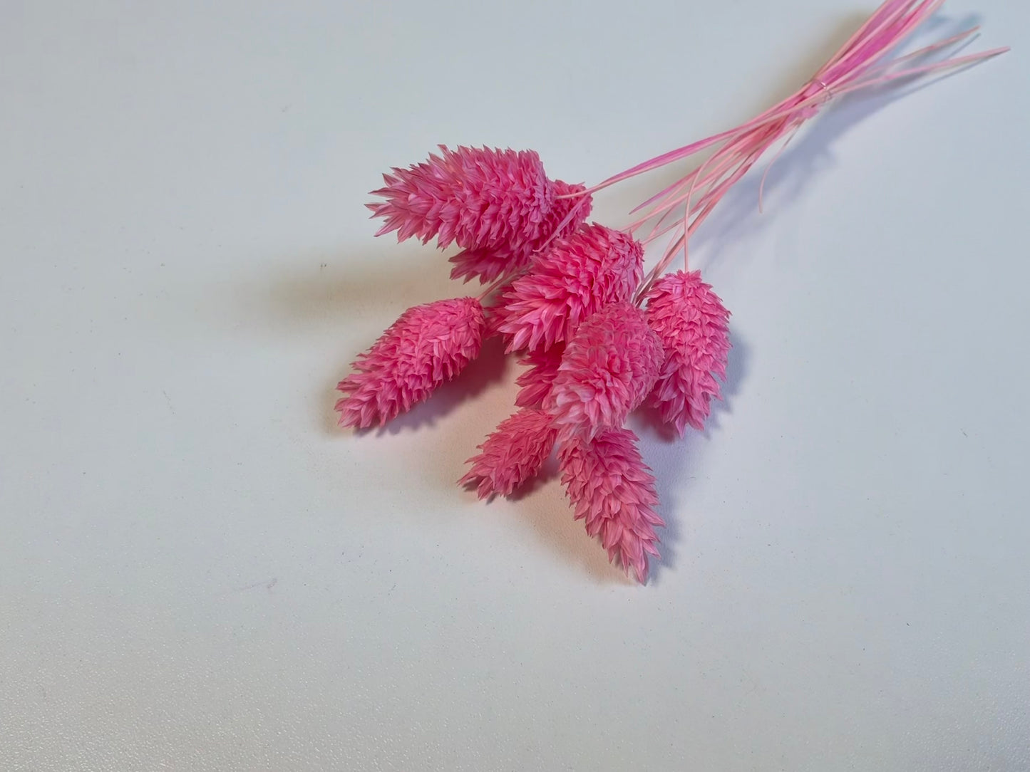 Phalaris | Rosa-Pink
