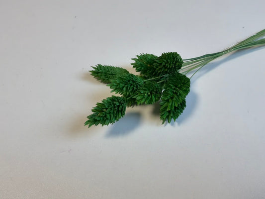 Phalaris | Grasgrün