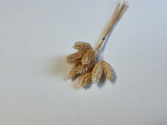 Phalaris | Beige
