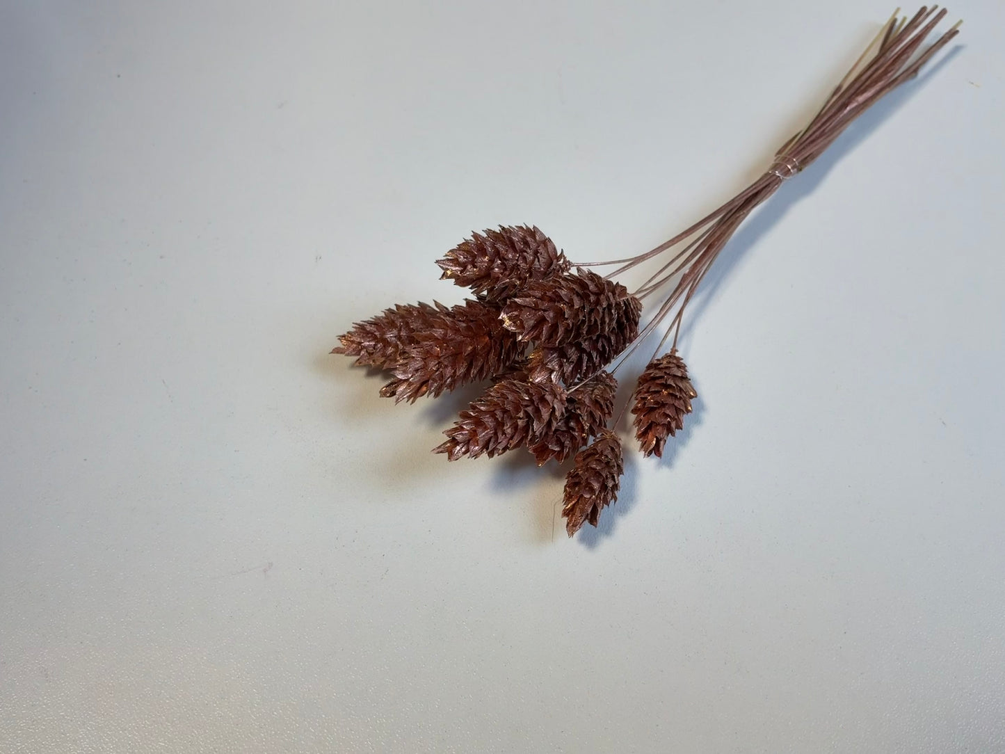 Phalaris | Copper