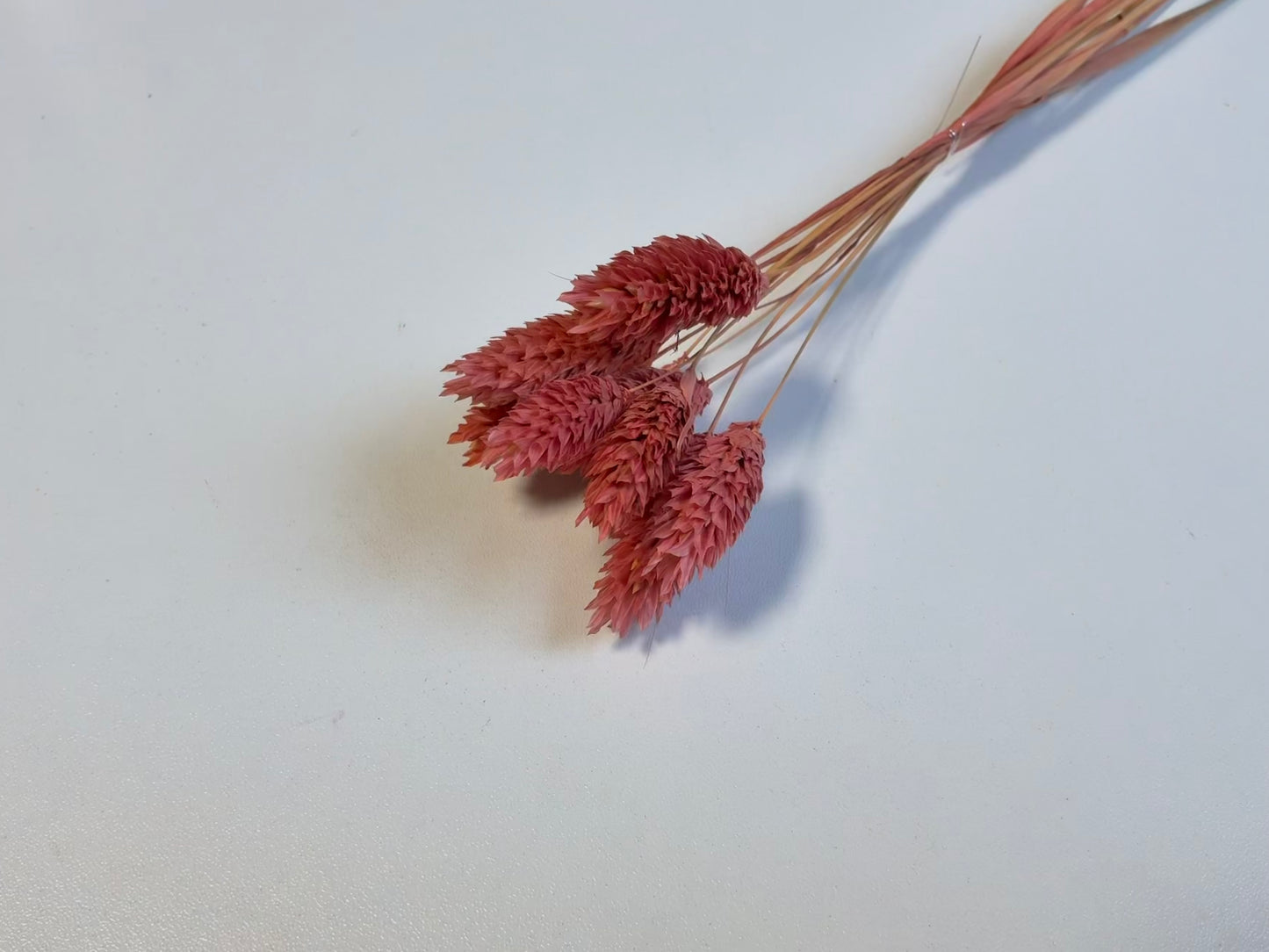 Phalaris | Terrakotta