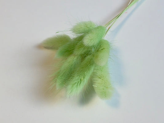 Lagurus | Apfelgrün