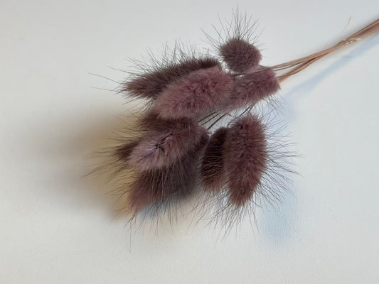 Lagurus | Espressobraun