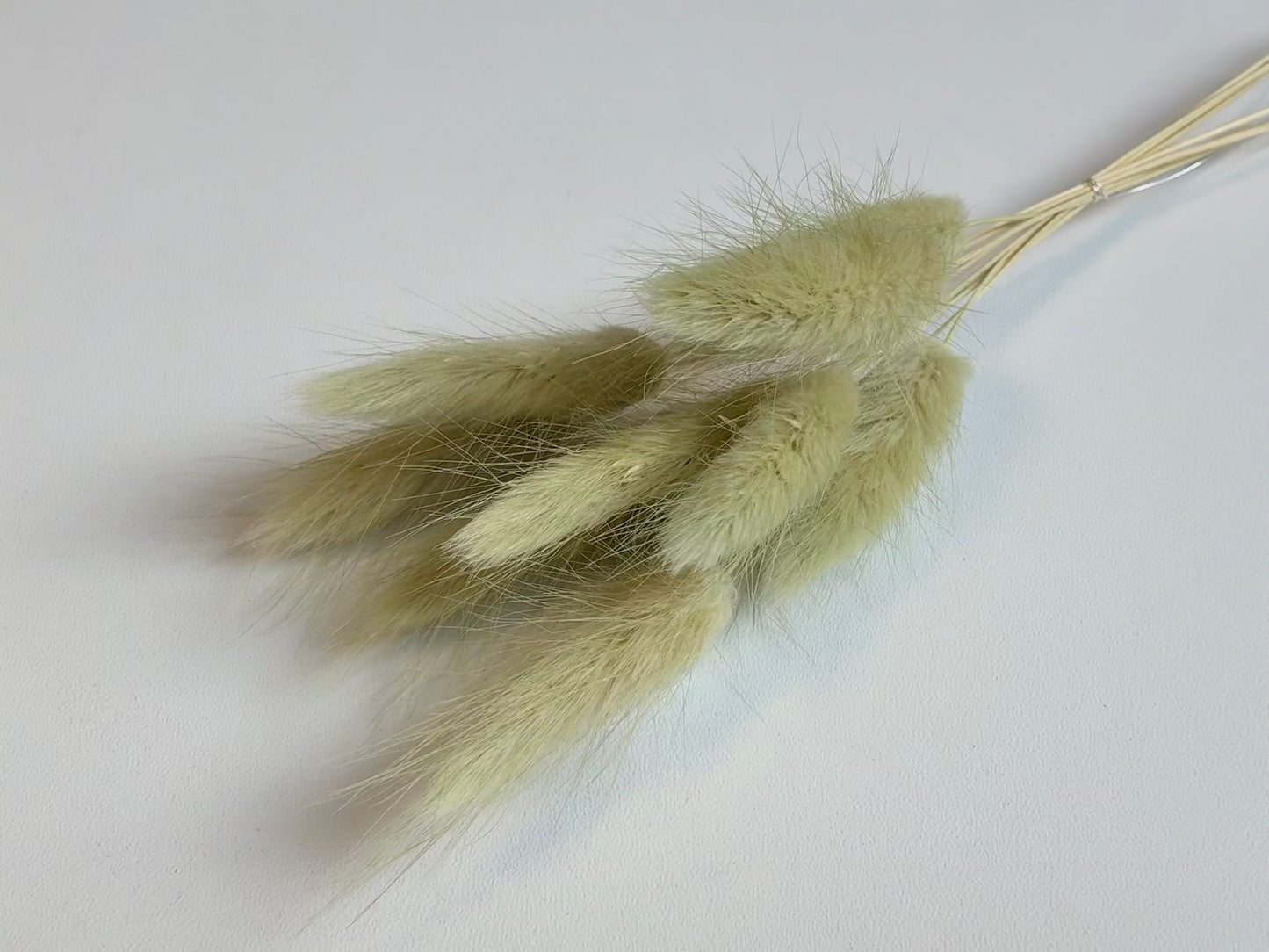 Lagurus | Kiwi
