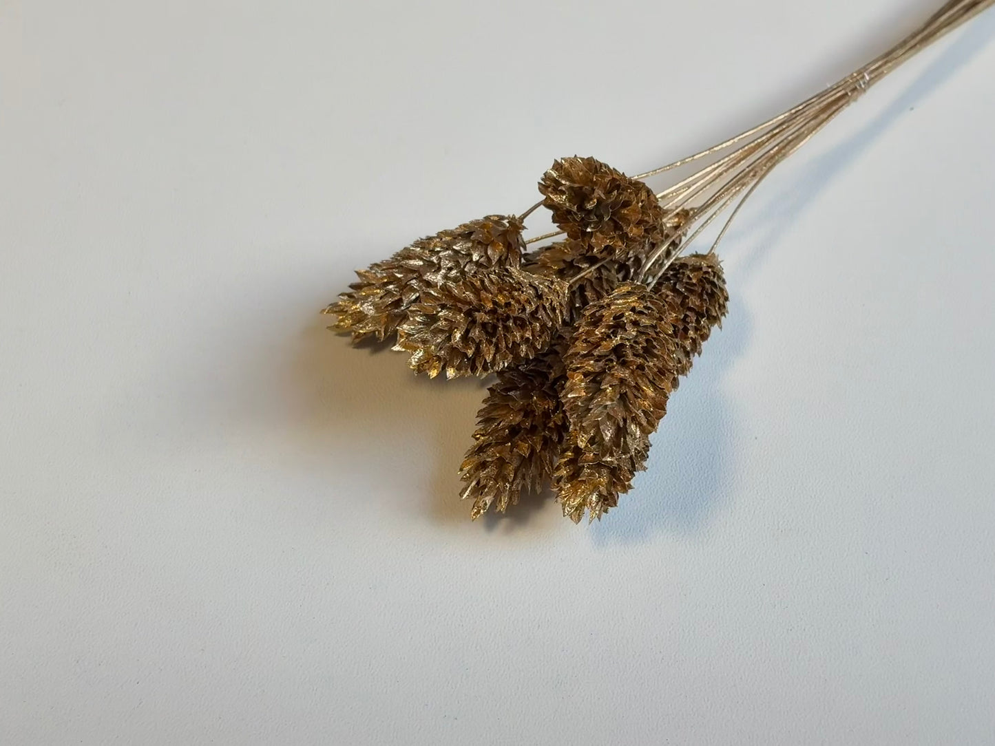 Phalaris | Gold
