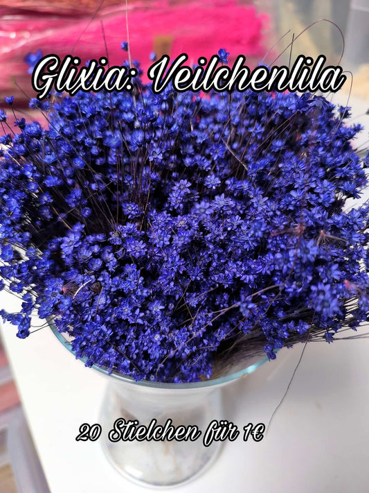 Glixia | Veilchenlila
