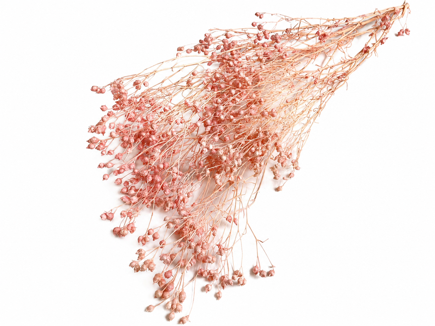 Broom | Lachsrosa