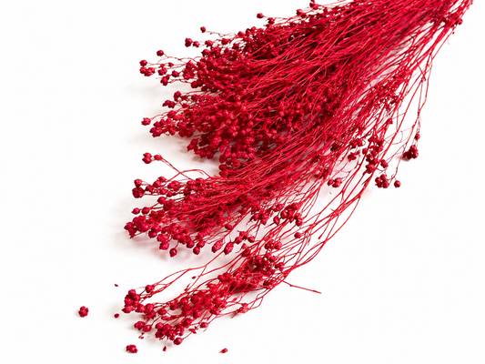 Broom | Rot