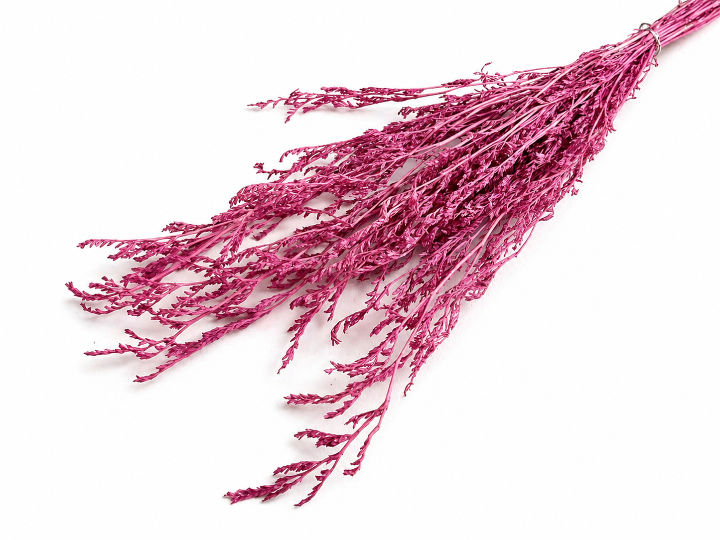 Caspi | Aquarell-Rosa