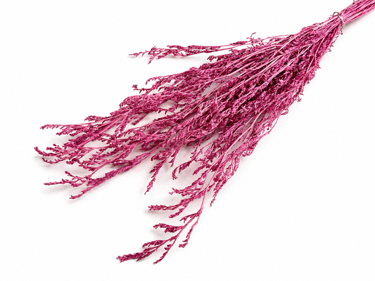 Caspi | Aquarell-Rosa