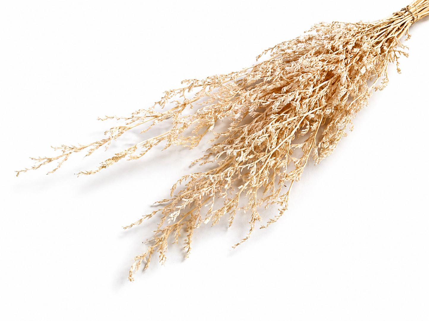Caspi | Beige