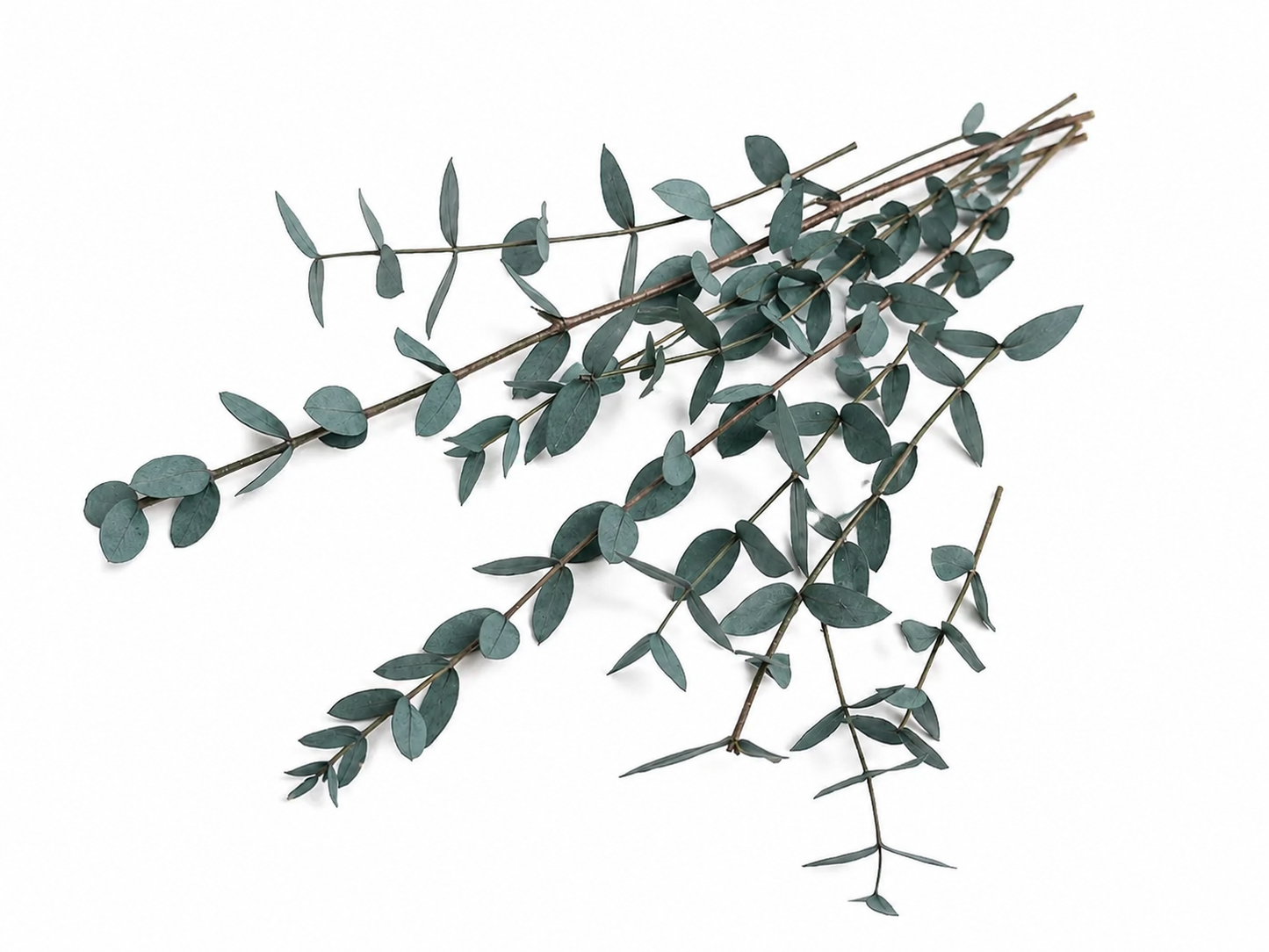 Eukalyptus Parvi | Grün