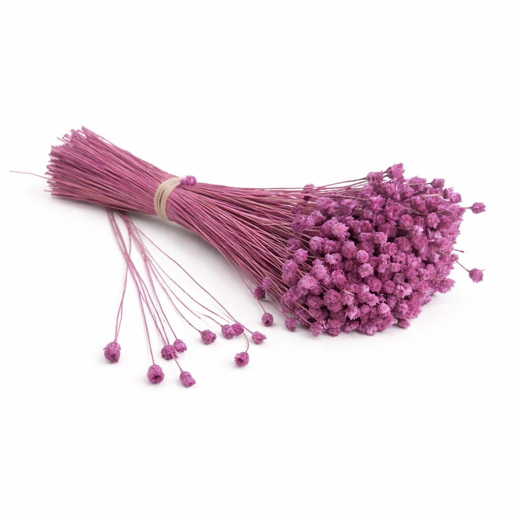Jazilda Mauve