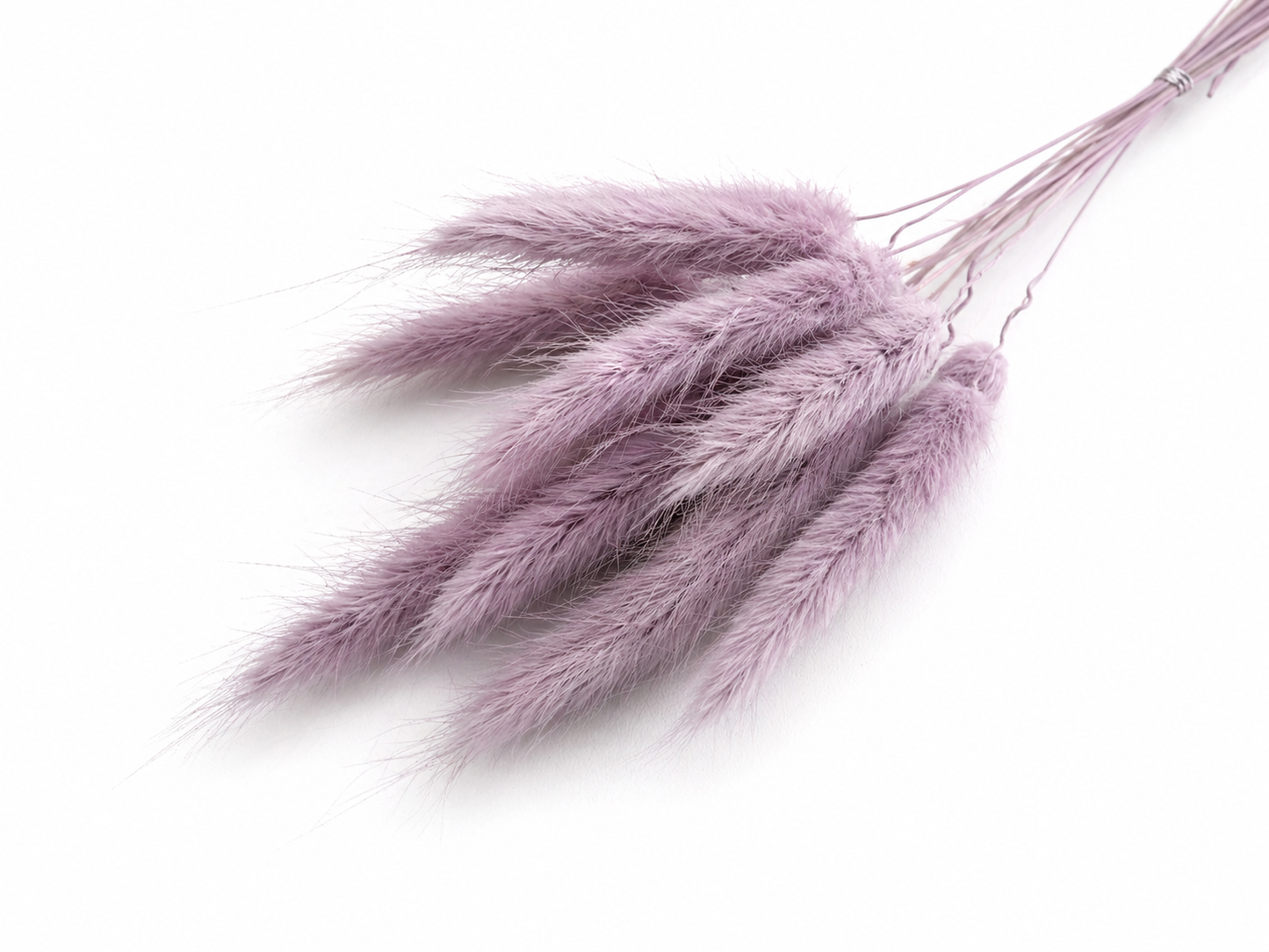 Lagurus | Flieder