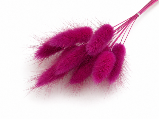 Lagurus | Fuchsia