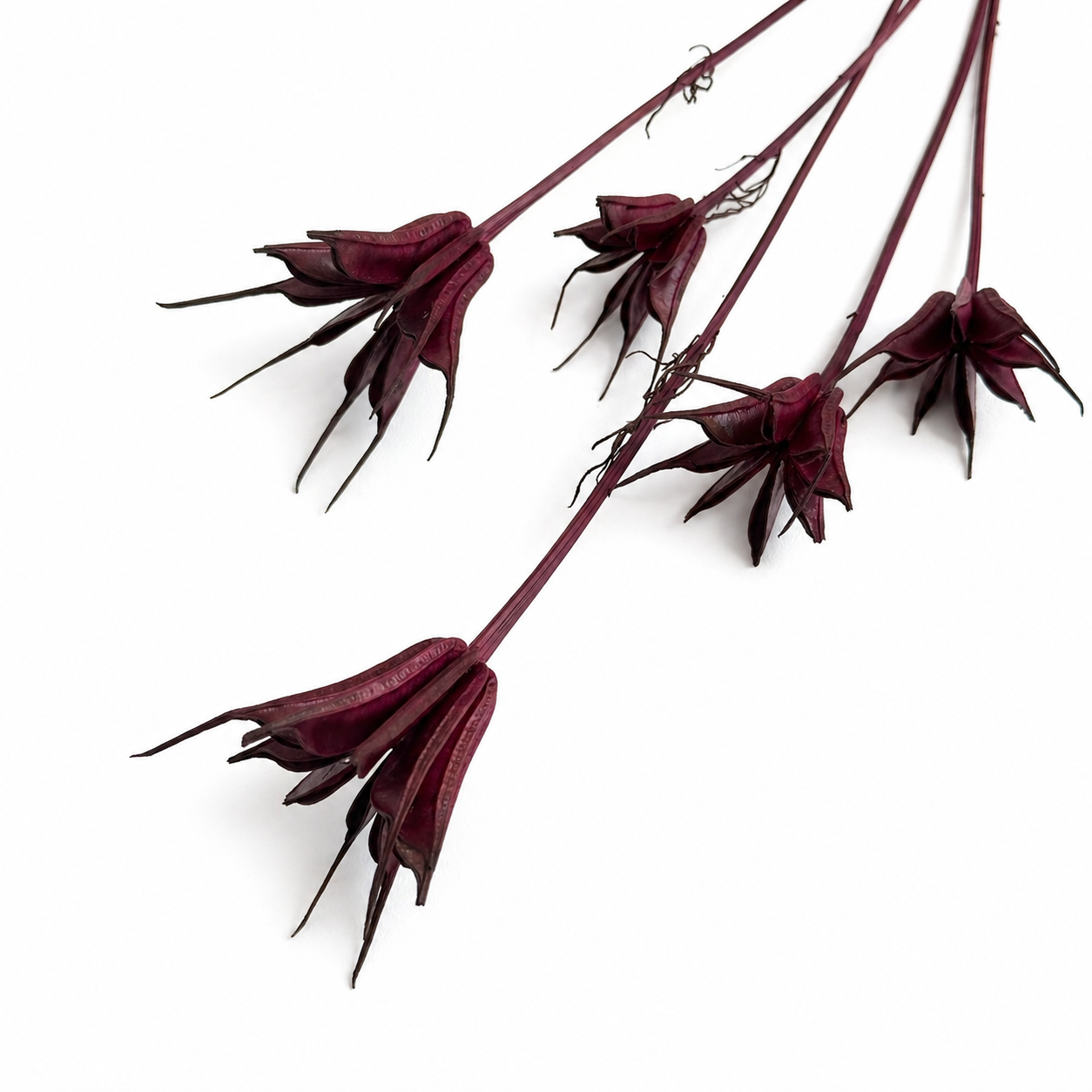 Nigella | Berry